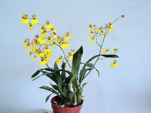 跳舞兰花语