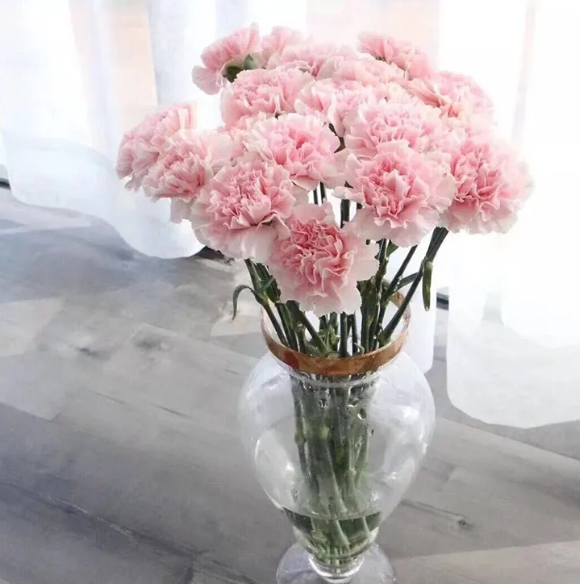 单头康乃馨花语