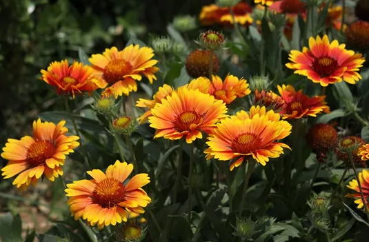 1649313928778927.png 非洲菊花语