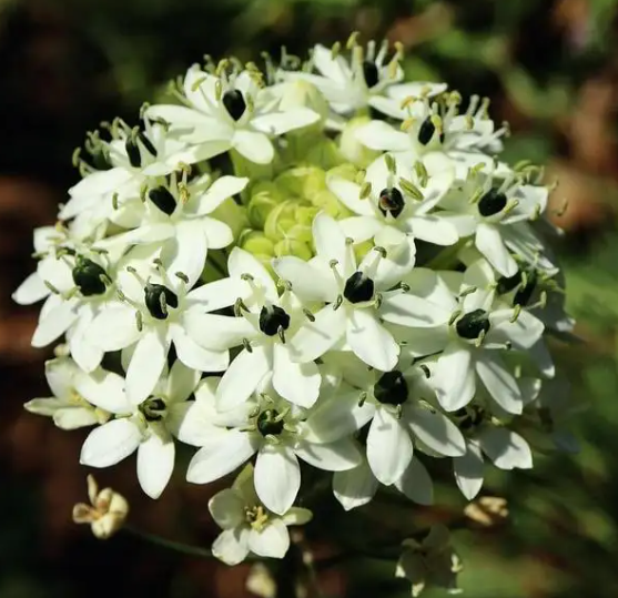 伯利恒之星花语