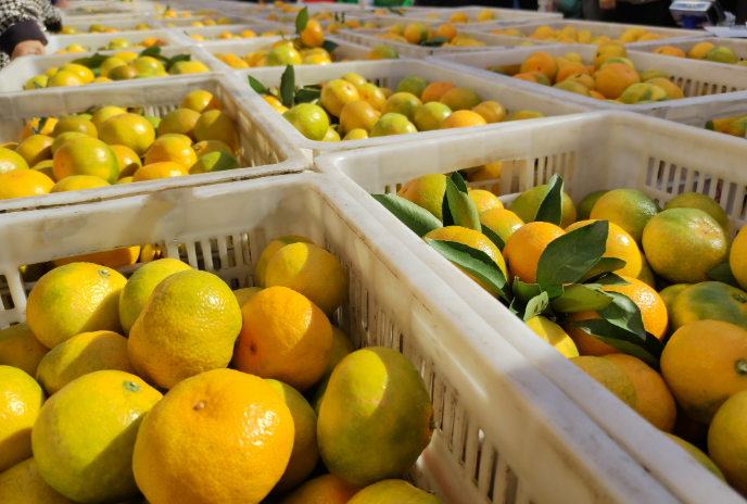 1730282262341718.png 徽州风物推荐第五期:地理标志农产品—三口柑桔