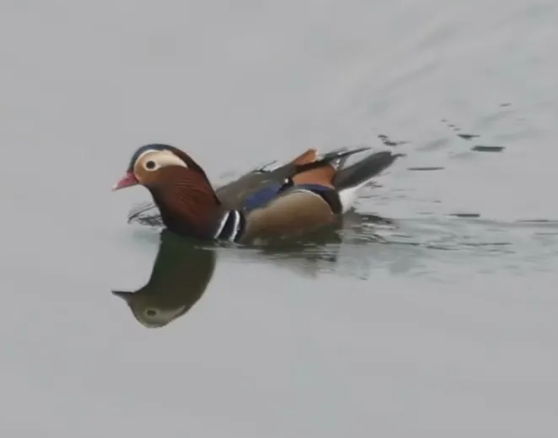 鸳鸯冬归西溪南